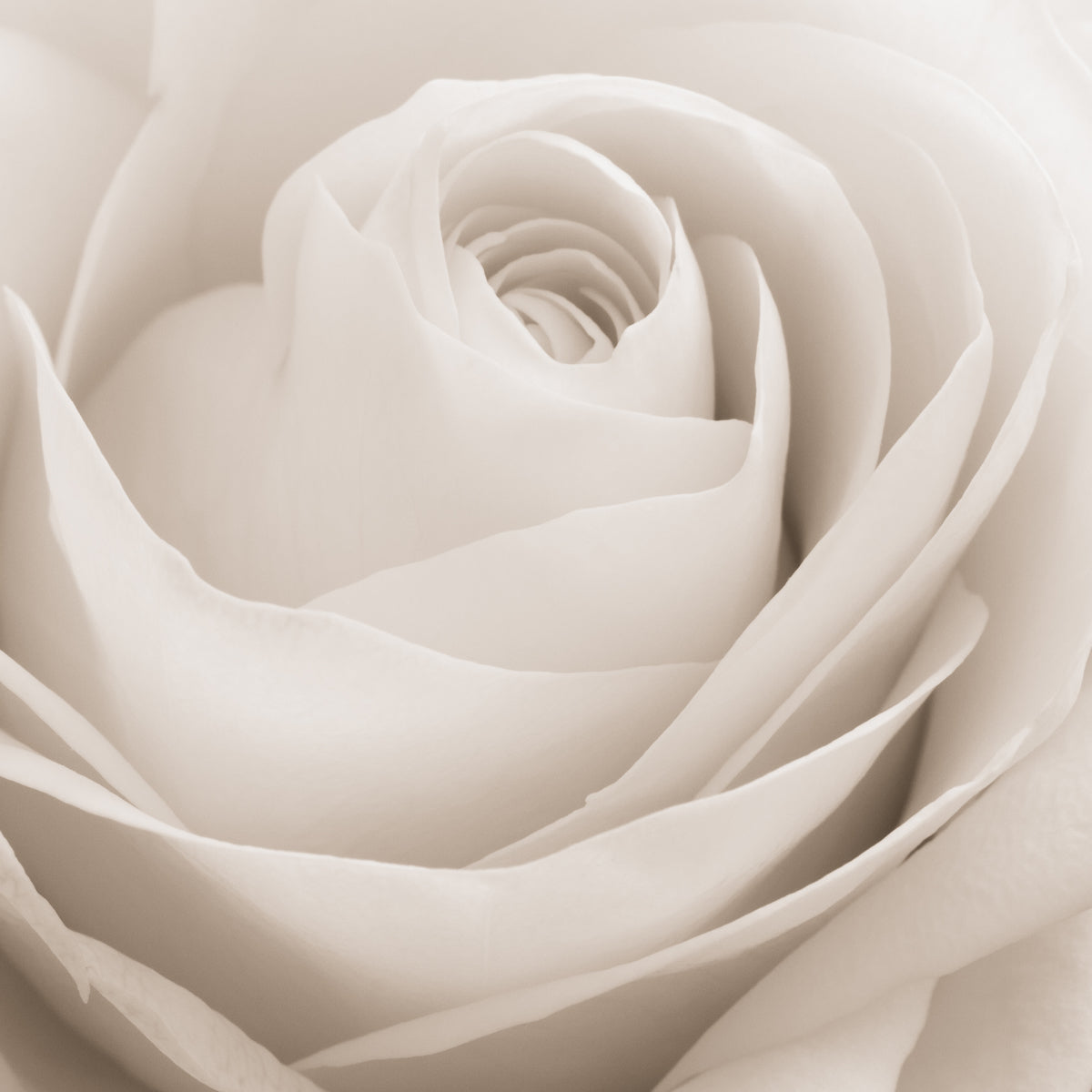 Elegant Sepia-Toned Close-Up of White Rose
