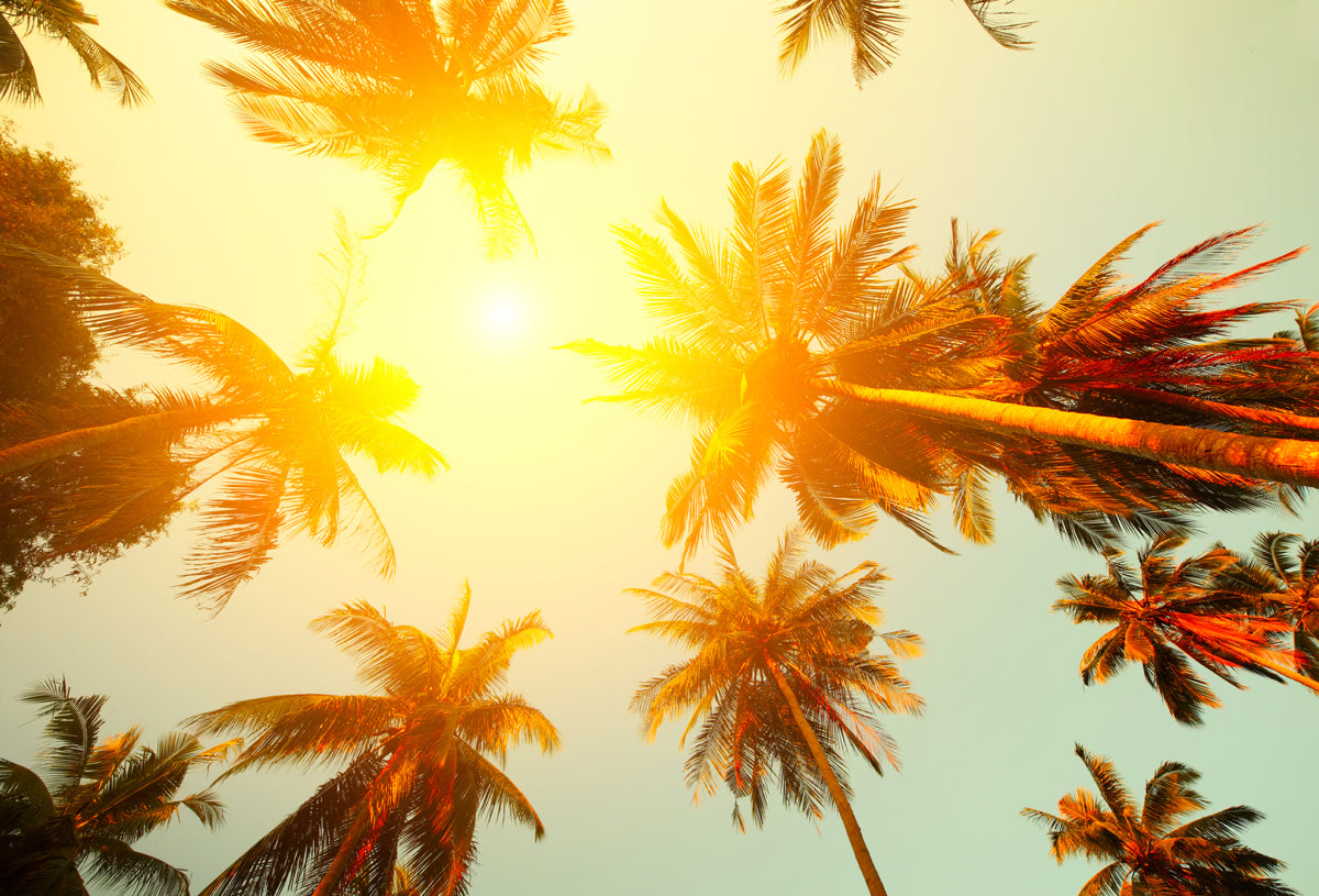 Golden Sunset Through Tropical Palm Trees