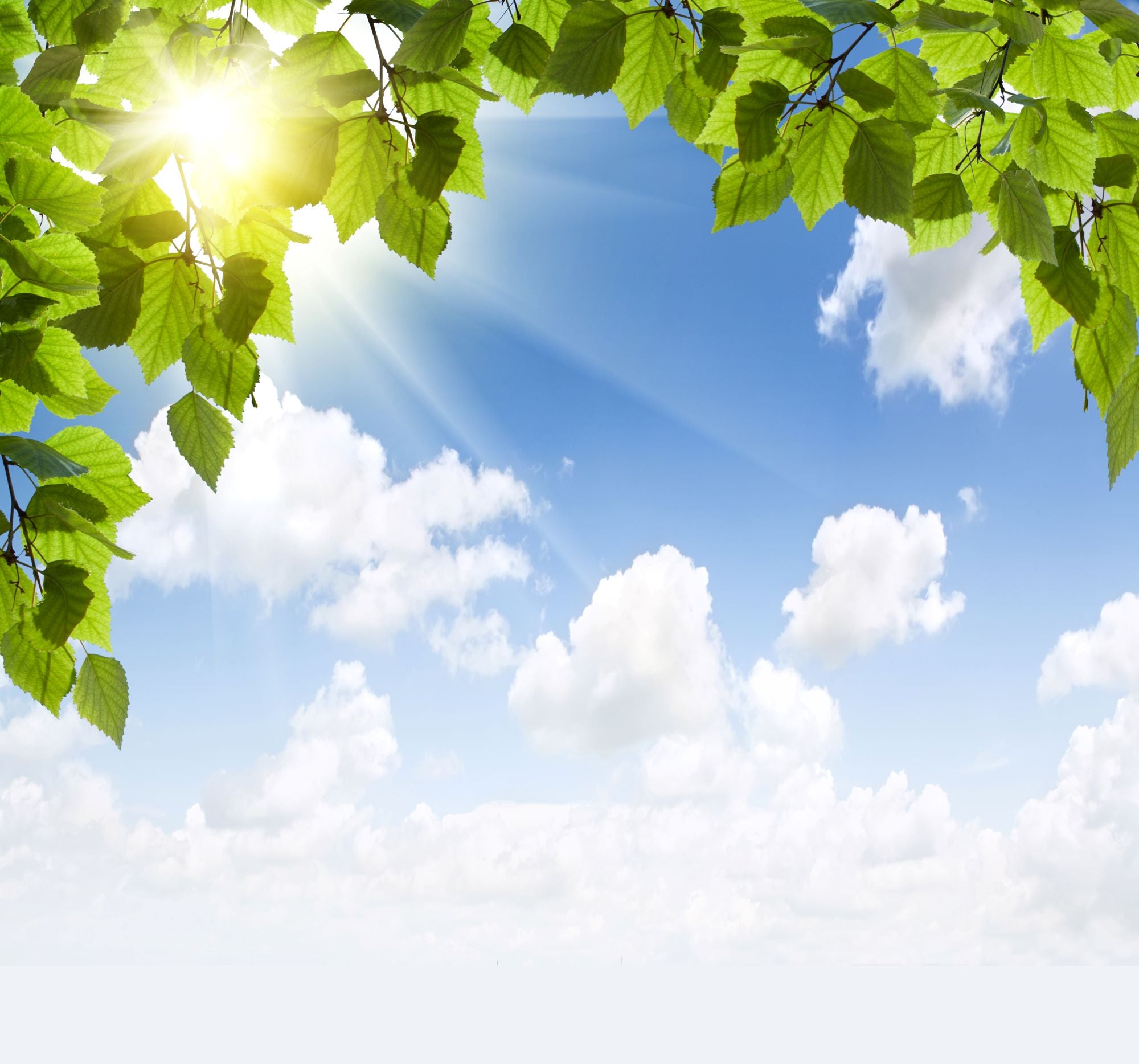 Sunny Sky with Green Leaves