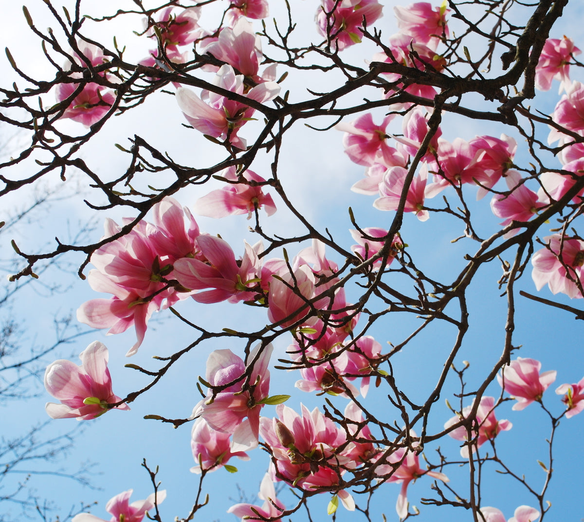 Spring Bloom Magnolia Branches Against Sky