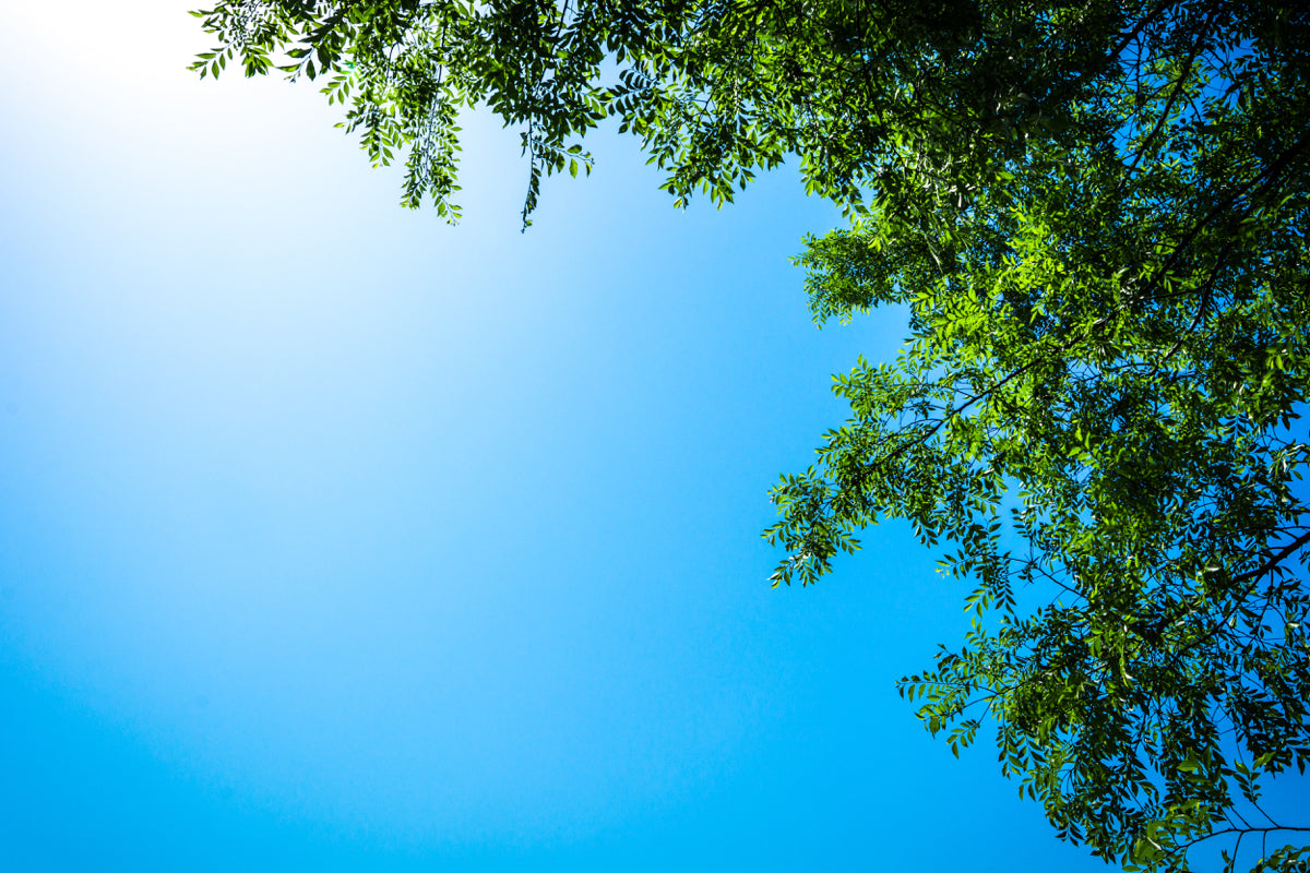 Clear Blue Sky Framed by Green Tree Leaves