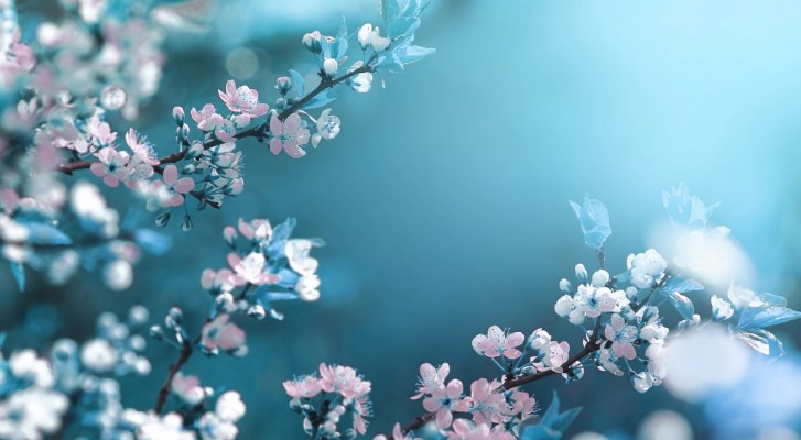 Delicate Cherry Blossoms in Dreamy Blue Light