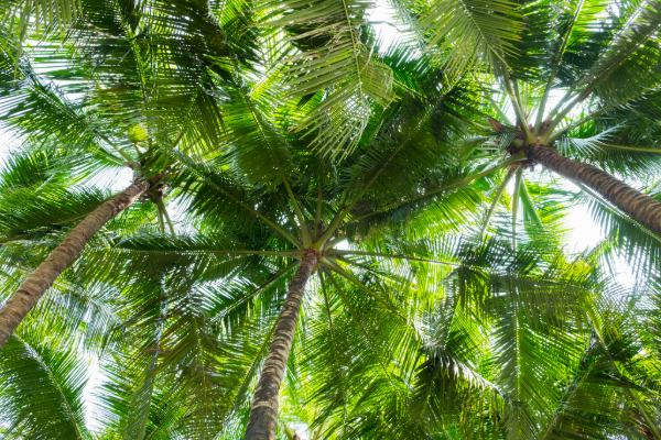 Sunlight Filtering Through Tall Palm Trees