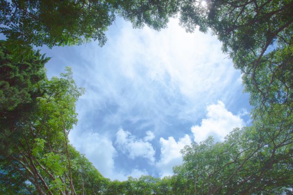 Clear Blue Sky Framed by Lush Green Trees