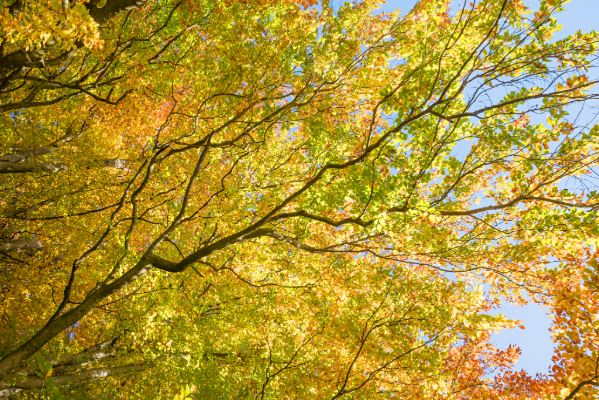 Golden Autumn Leaves Under Clear Blue Sky