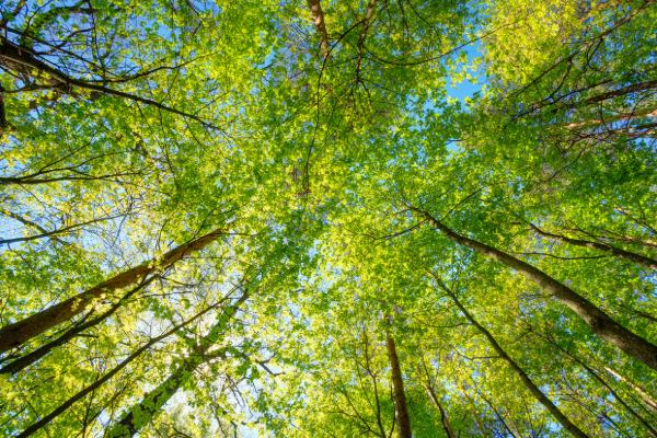 Fresh Green Canopy of Trees Under Blue Sky