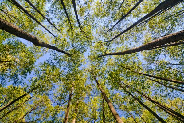 Majestic Tree Canopy Reaching Toward the Sky