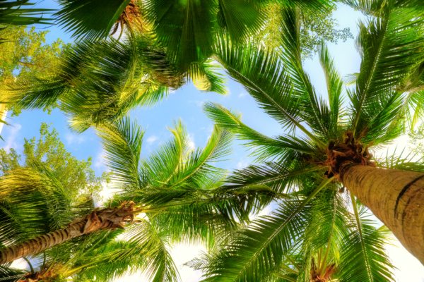 Looking Up Through Sunlit Tropical Palm Trees