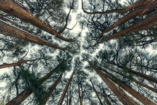 Looking Up Through Tall Forest Pine Trees