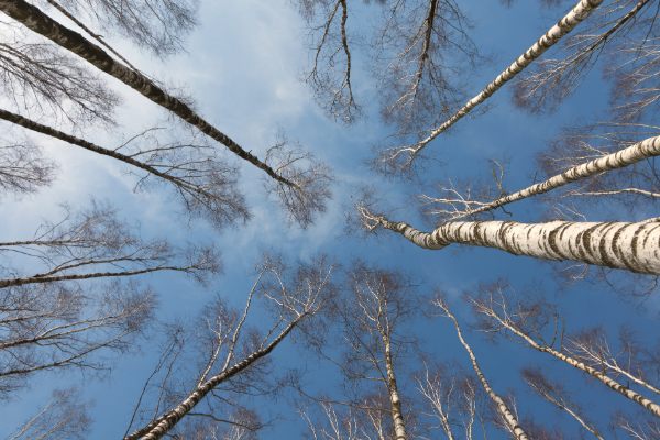 Bare Birch Trees Stretching Toward the Sky
