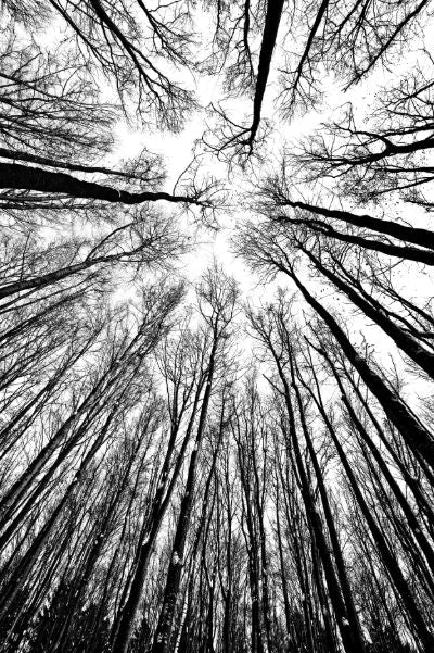 Bare Winter Trees Silhouetted Against the Sky