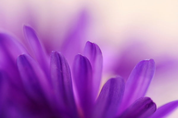 Close-Up of Soft Purple Flower Petals in Bloom