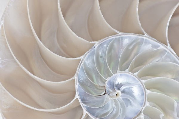 Close-Up of a Nautilus Shell Spiral Pattern