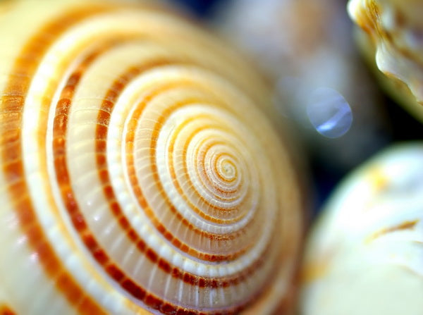 Close-Up of Spiral Pattern on Sea Shell