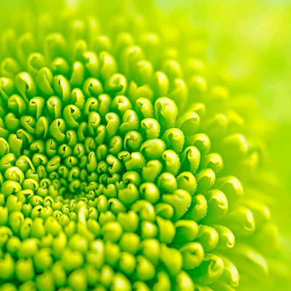 Macro Shot of Bright Green Flower Center