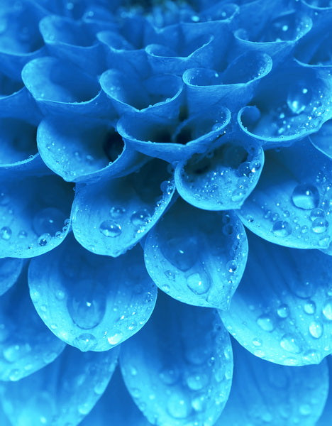 Close-Up of Blue Flower with Dew Drops
