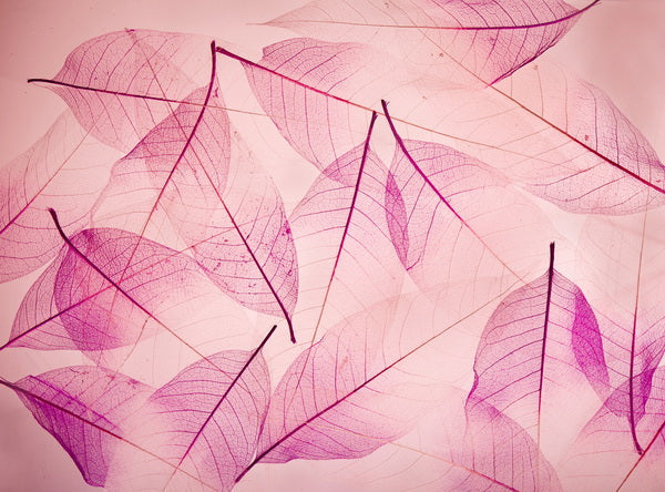 Delicate Pink Skeleton Leaves Arrangement