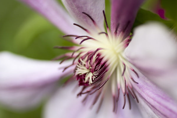 Close-Up of a Blooming Purple Clematis Flower