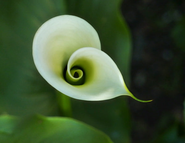 Elegant Unfurling: A Pristine White Calla Lily in Soft Focus