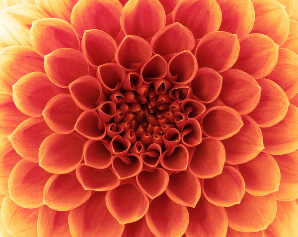 Fiery Bloom: A Concentric Burst of Orange and Yellow Petals