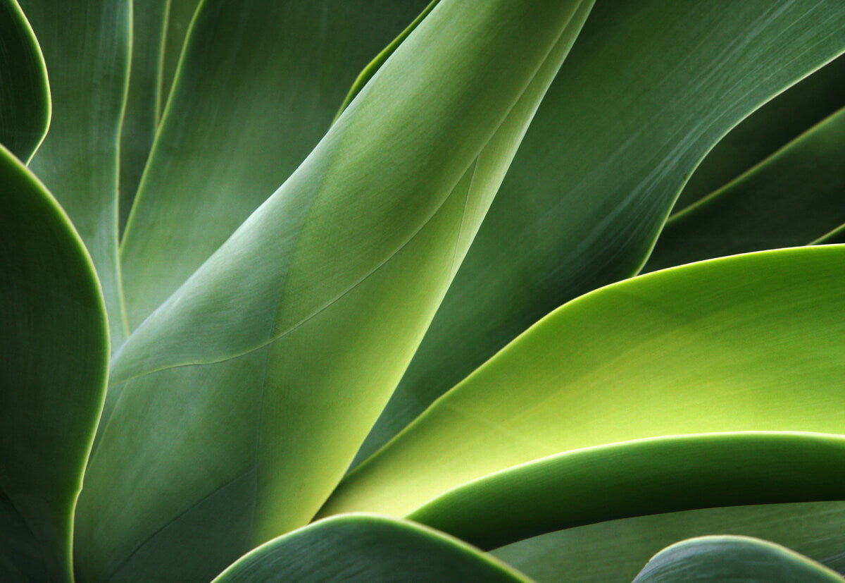 Abstract Close-Up of Green Leaves