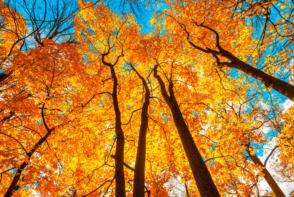 Autumn Golden Canopy – Nature-Inspired Visual Design