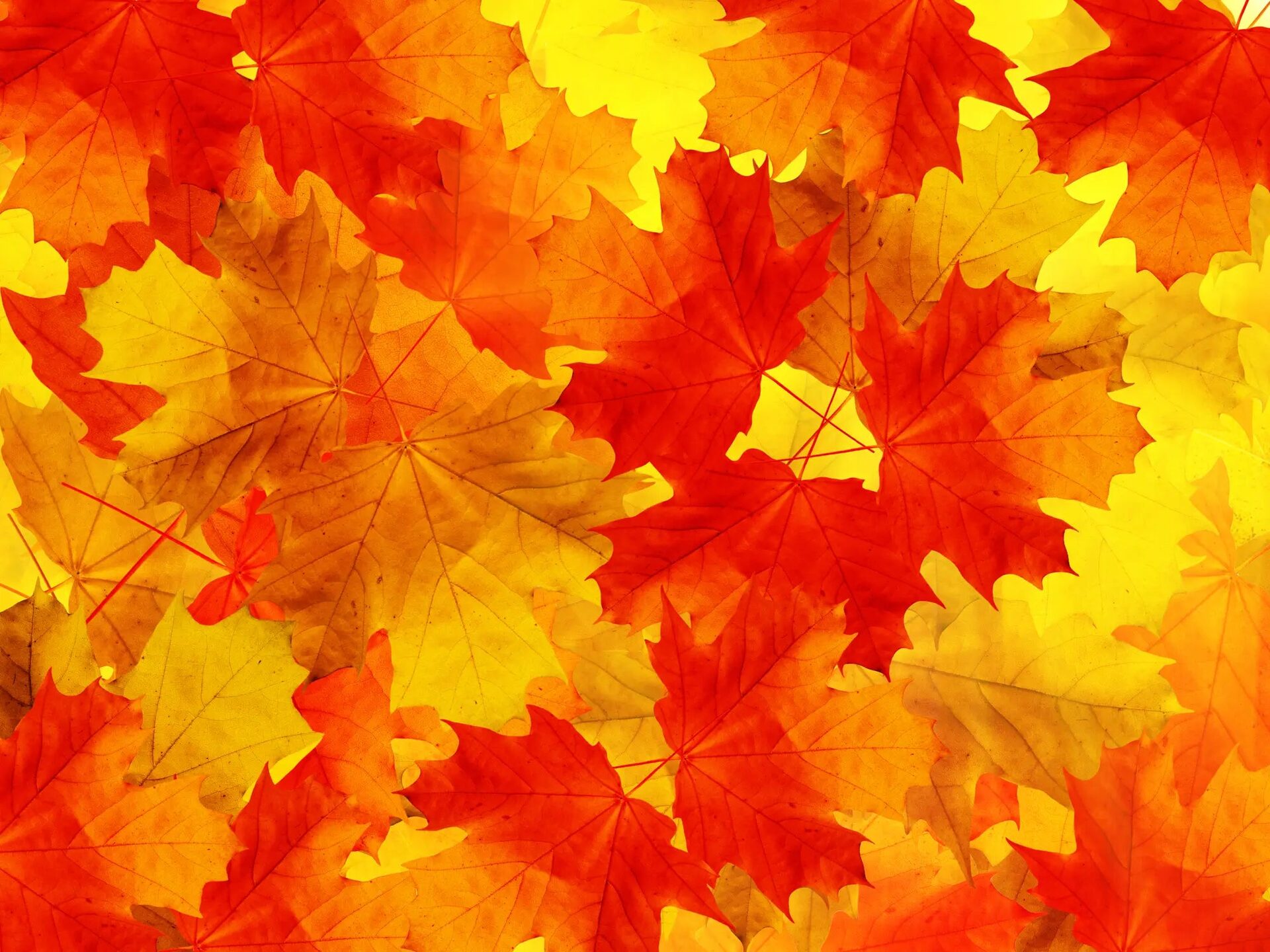 Autumn Leaf Symphony