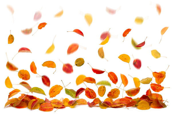 Autumn Leaves in the Breeze