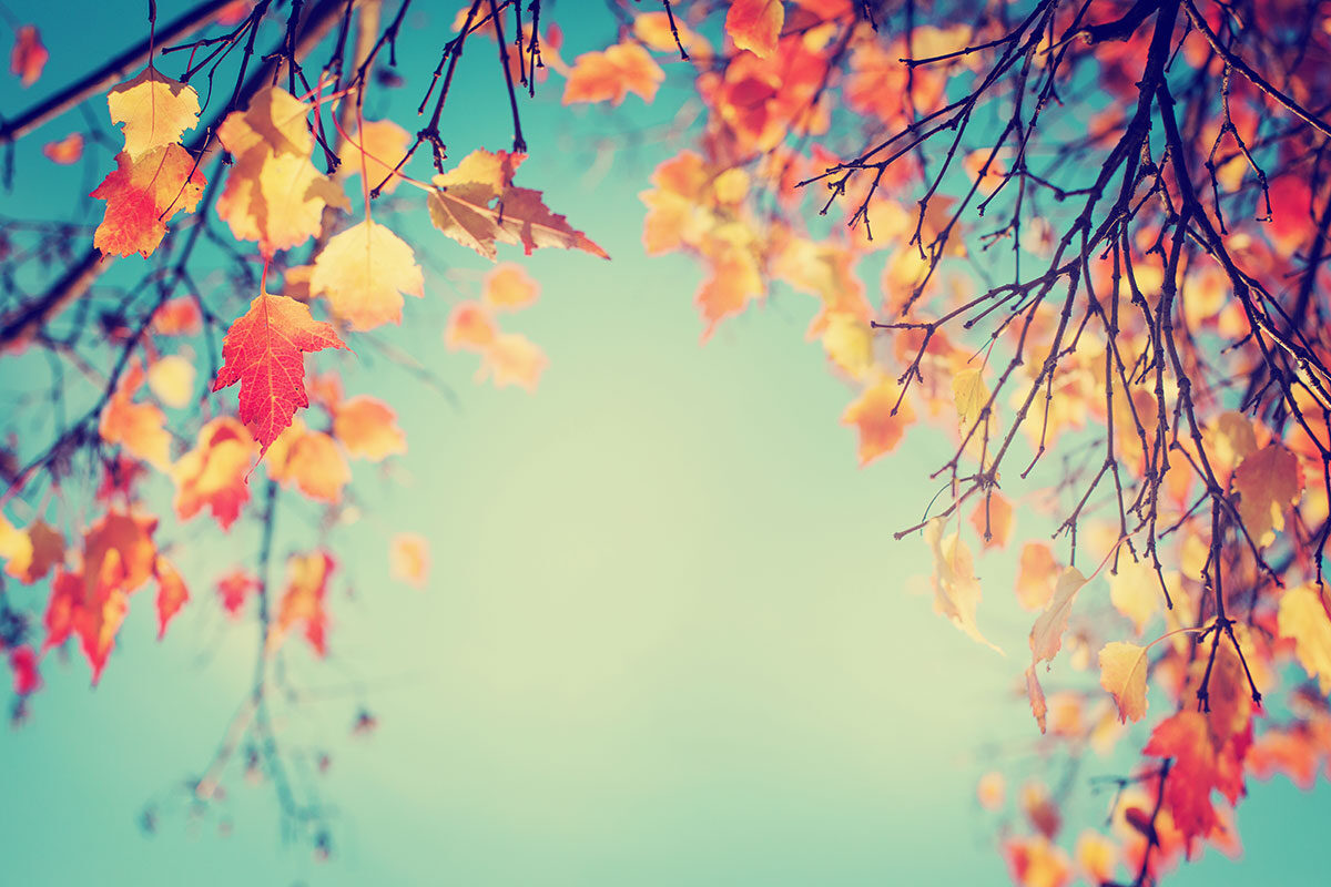 Autumn Leaves Sky Stretch Ceiling – Warm Nature Inspired Design
