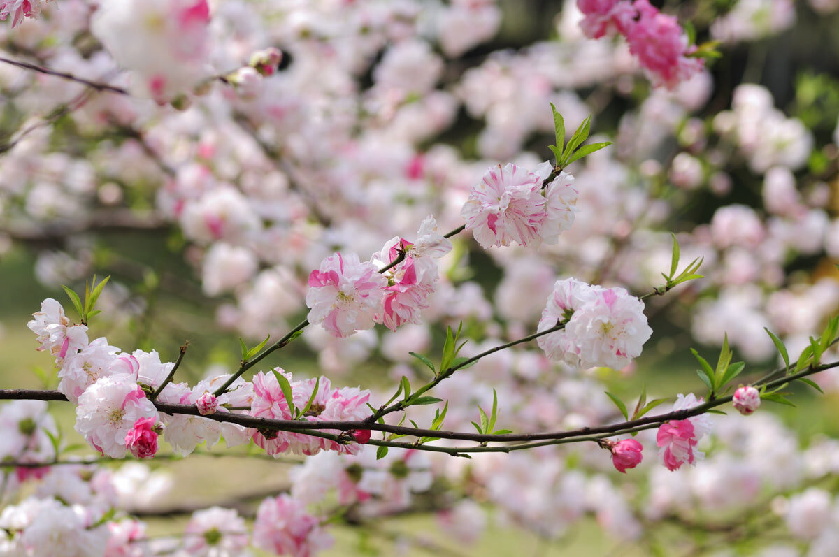 Blossoming Pink Florals – Serene Nature Visual