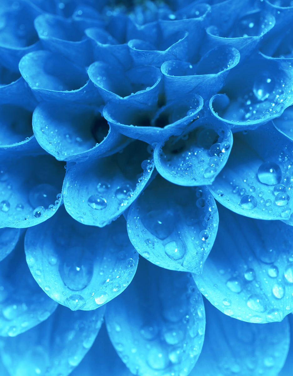 Blue Dahlia Macro with Dew Drops – Nature Closeup