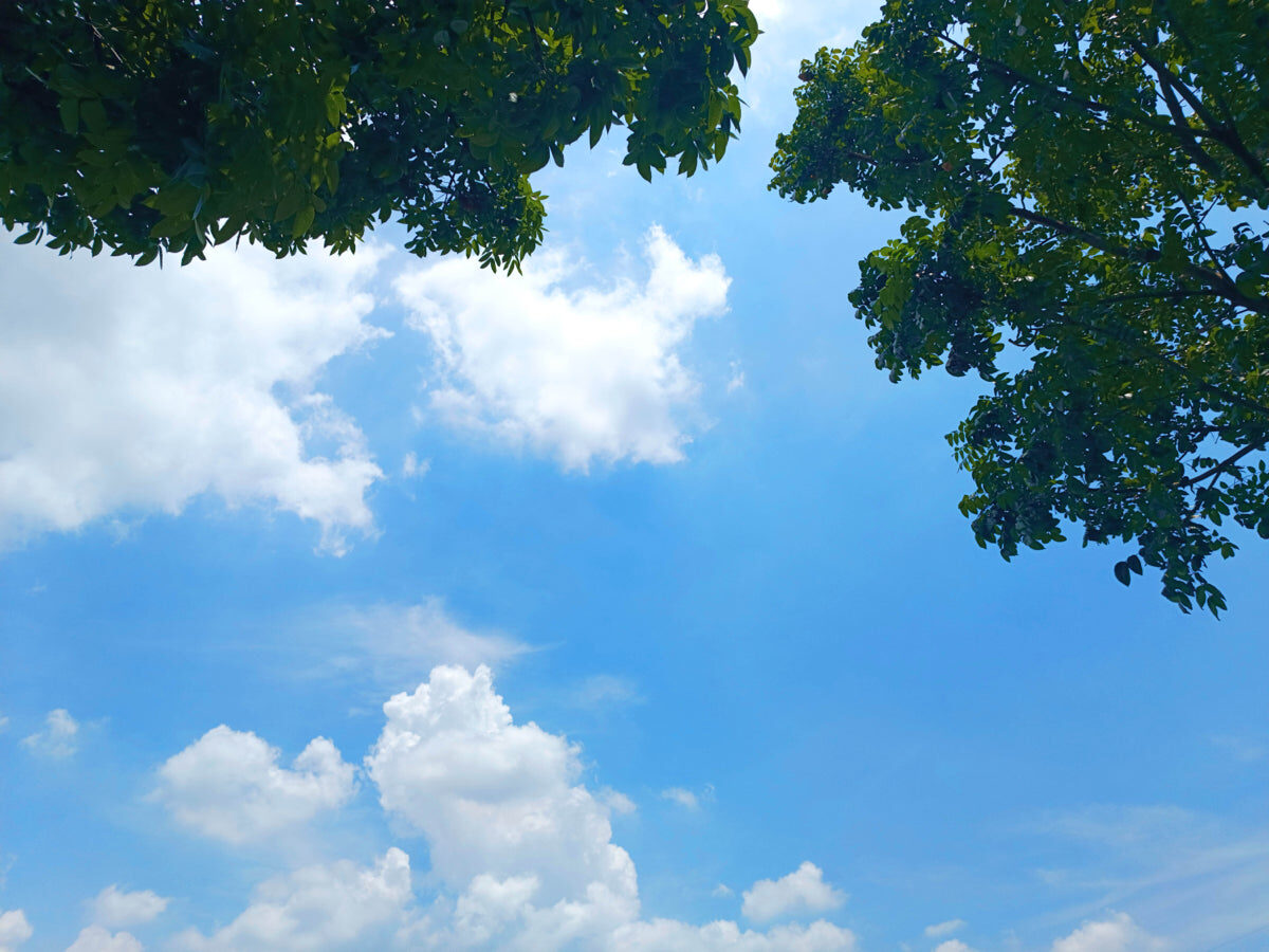 Blue Sky View with Cloud & Tree Frame – 4K Nature Art