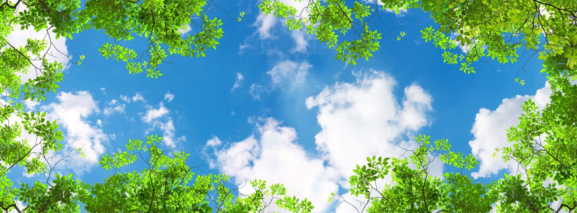 Bright Blue Sky Framed by Green Trees