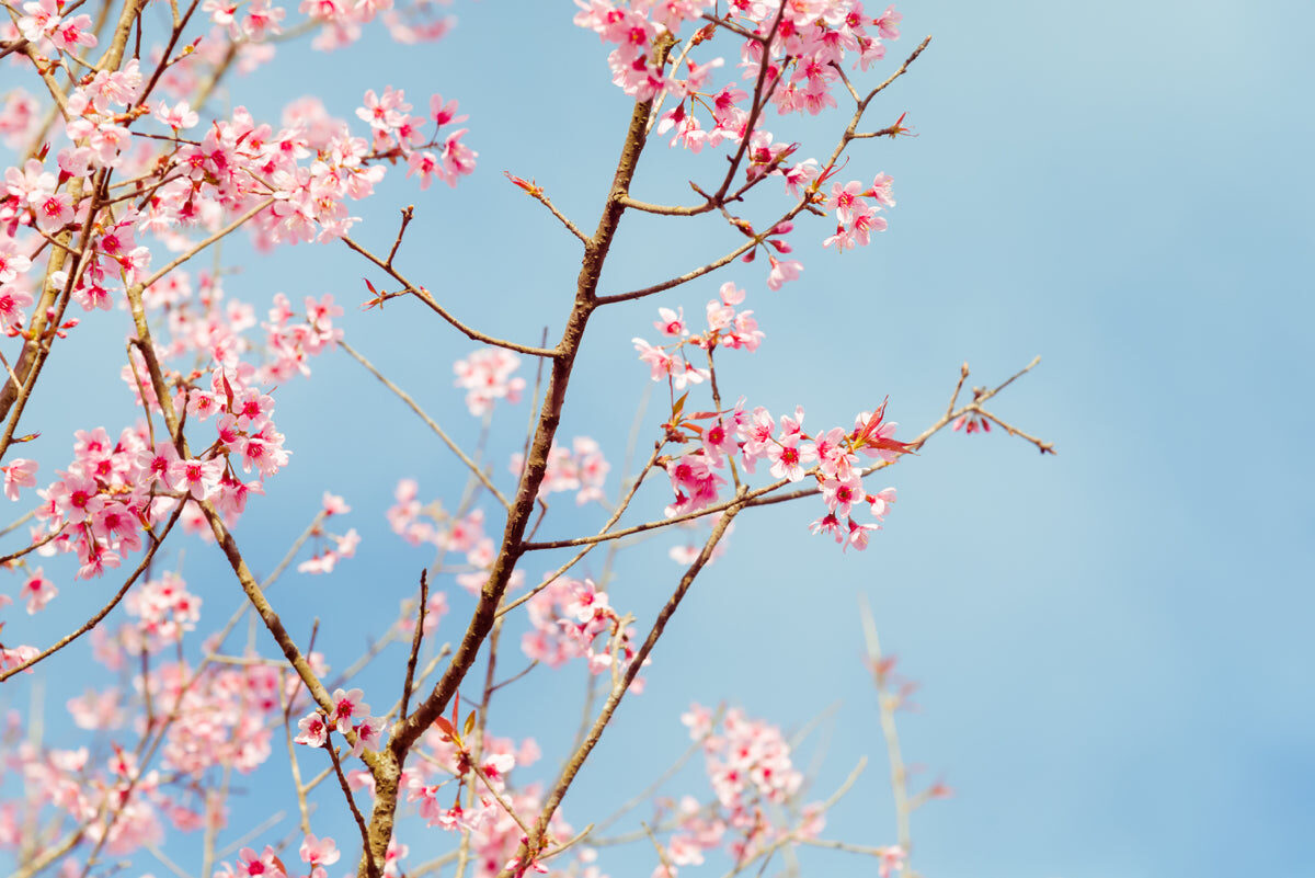 Cherry Blossom Branches Against Blue Sky