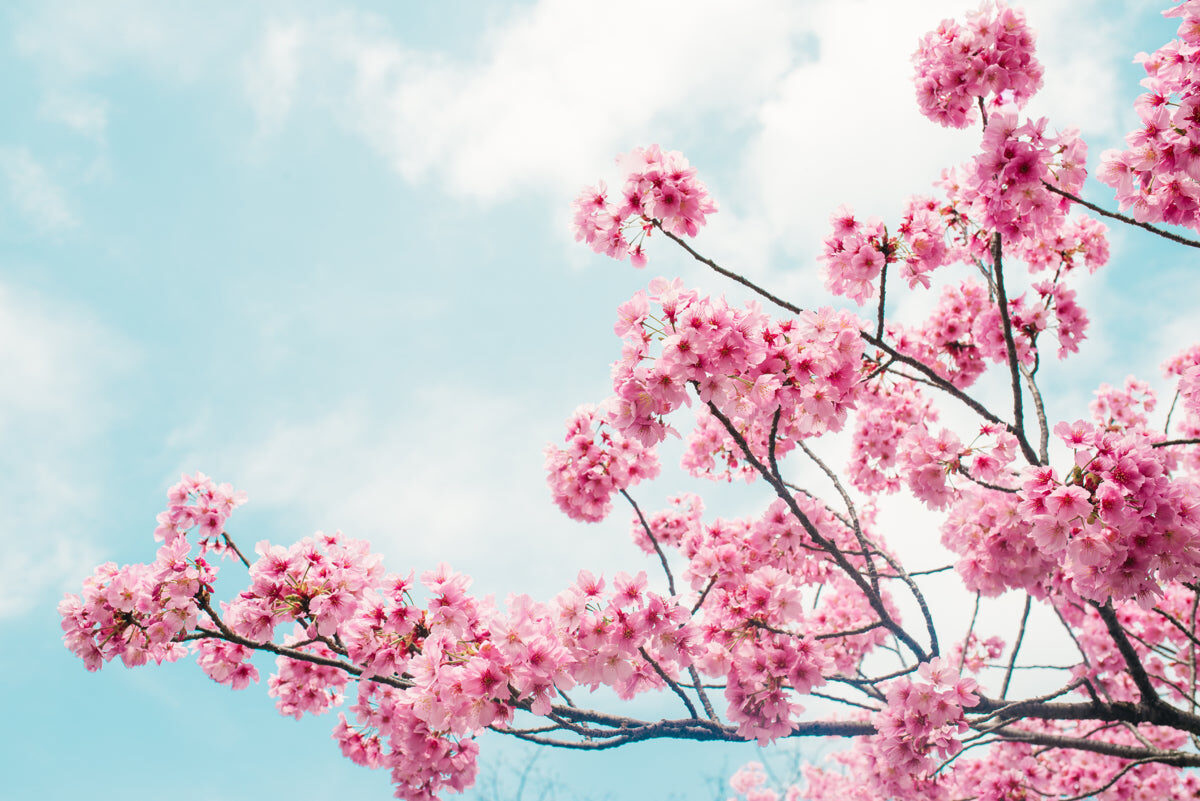 “Cherry Blossom Branches Against Blue Sky”