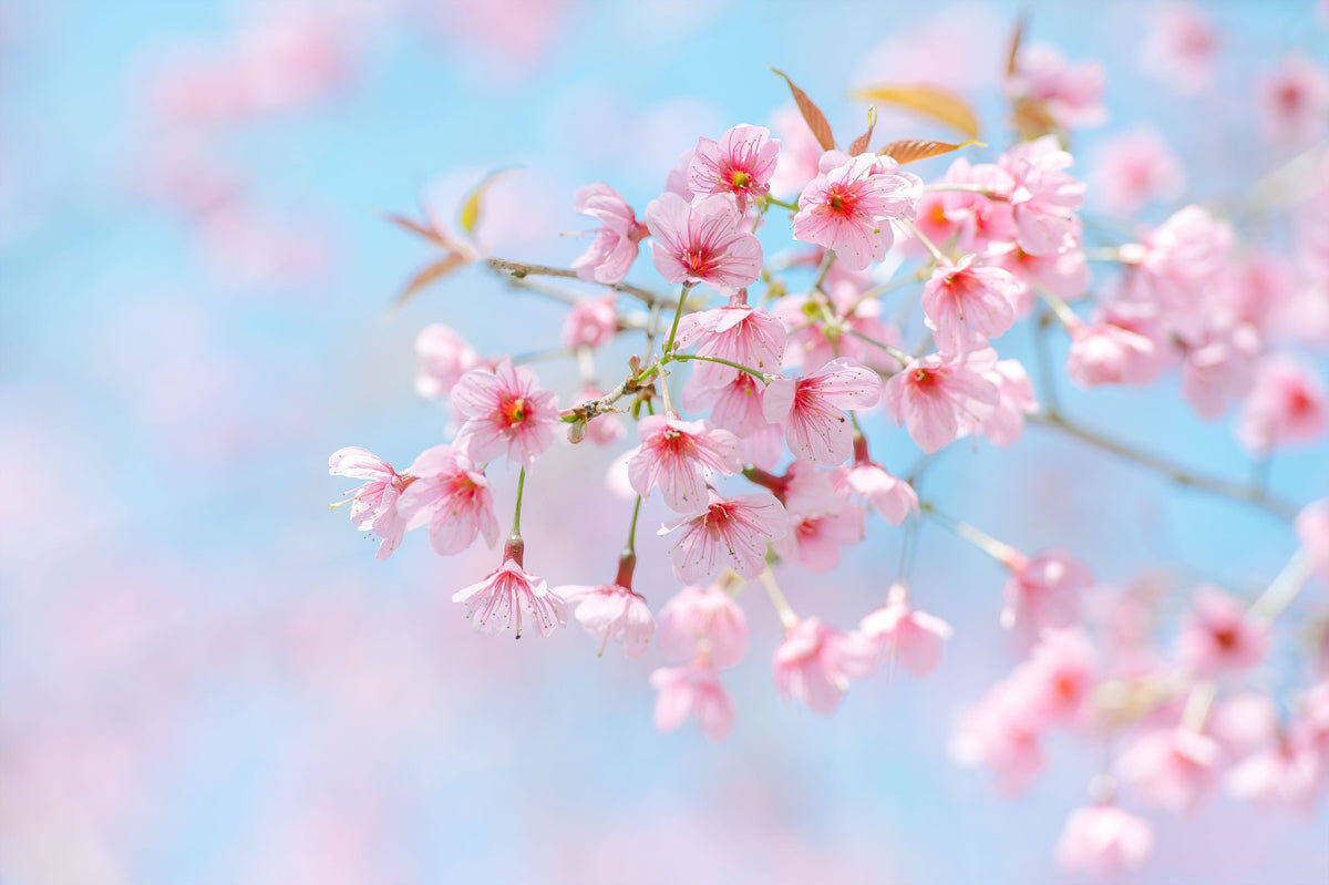 Cherry Blossom Sky Print for Stretch Ceiling