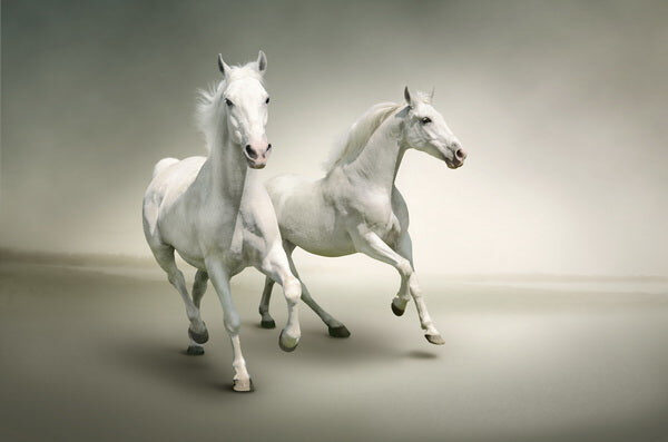Dance of the White Stallions