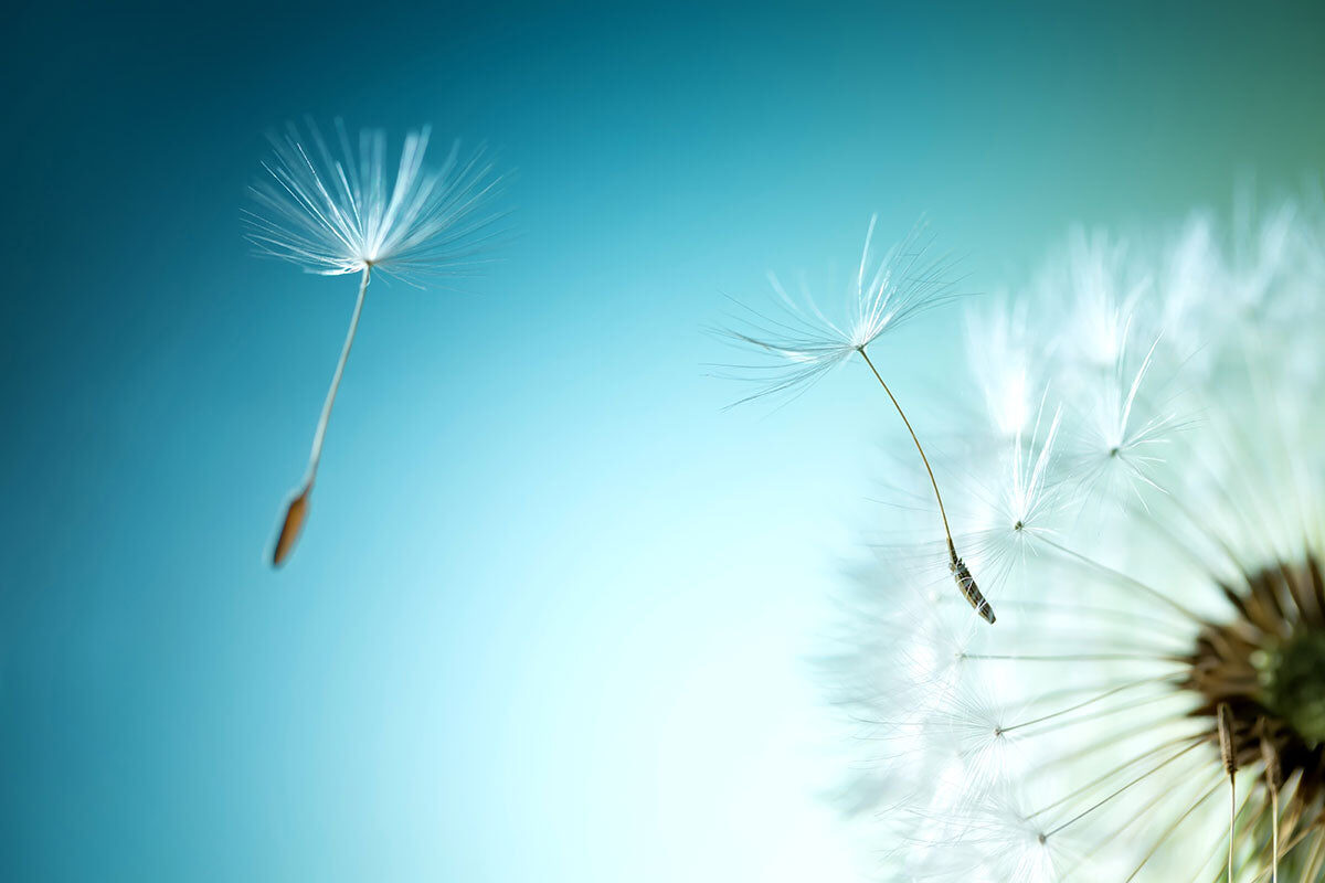 Dandelion Sky Stretch Ceiling – Soft Nature Inspired Design