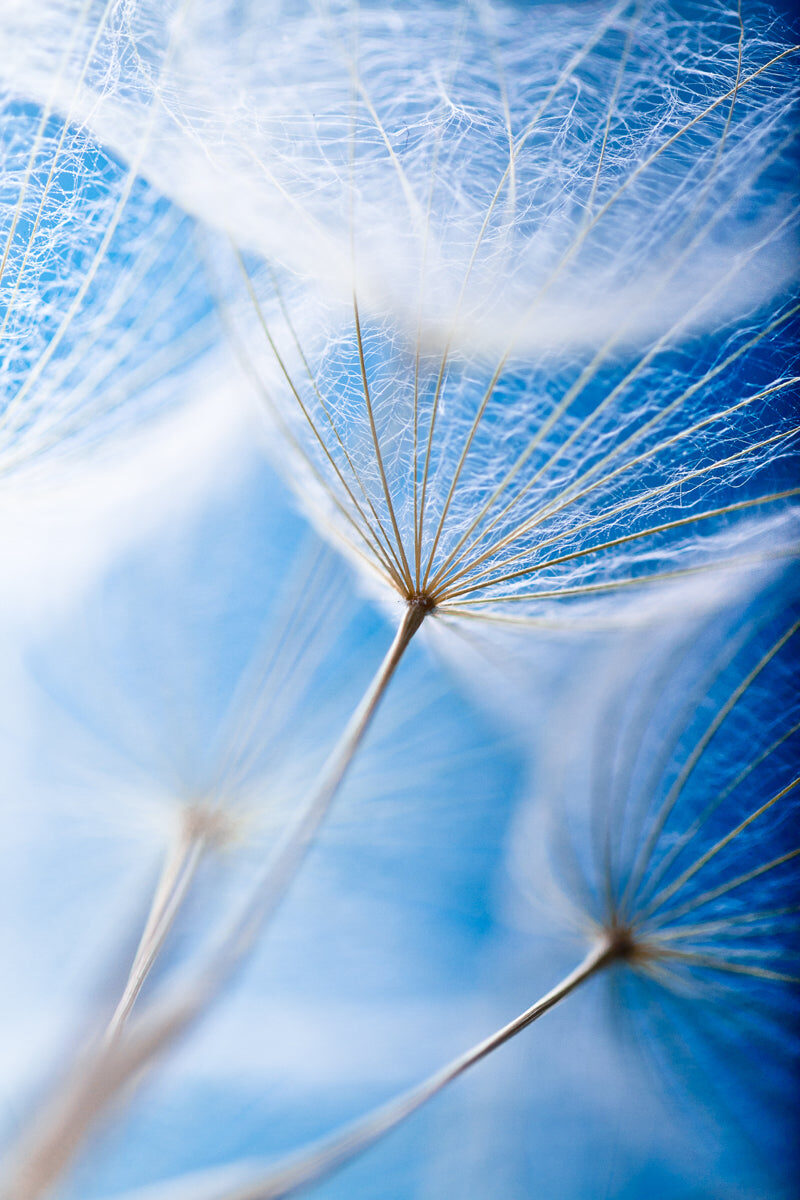 Dandelion Whisper – Light & Airy Nature Visual