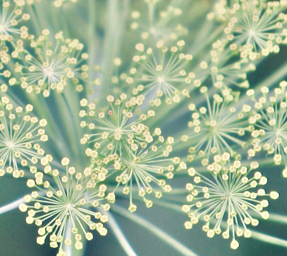 Delicate Botanical Bloom Stretch Ceiling Design