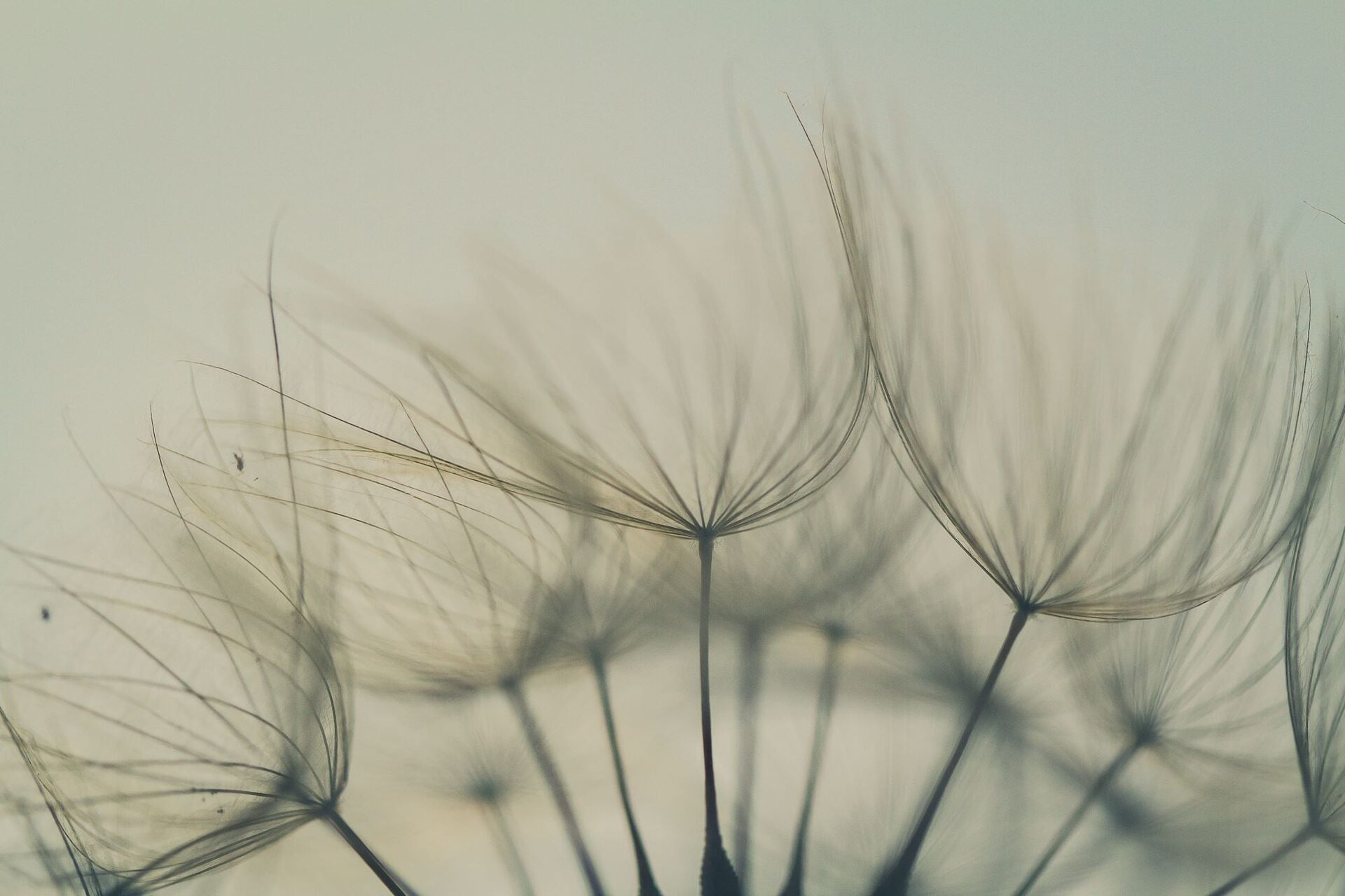Delicate Dandelion Seeds