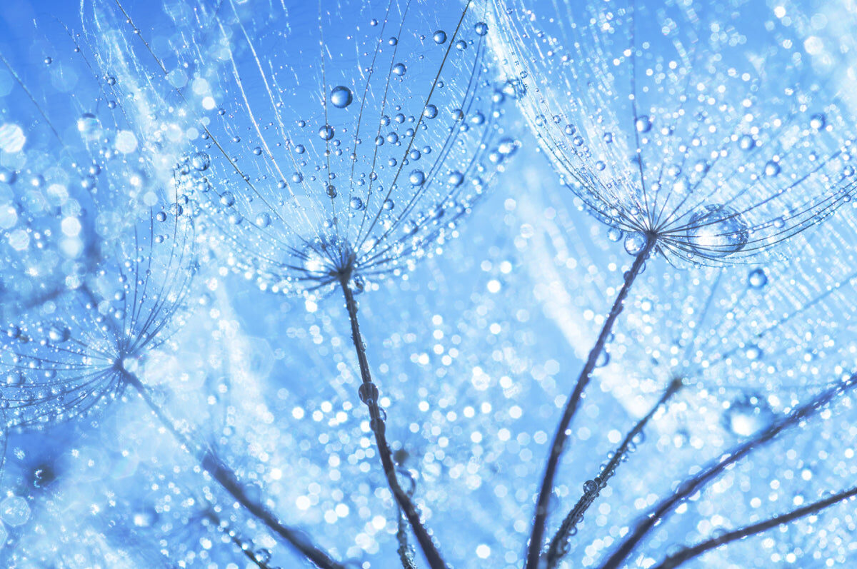 Elegant Blue Dandelion Dew Art Print for Décor
