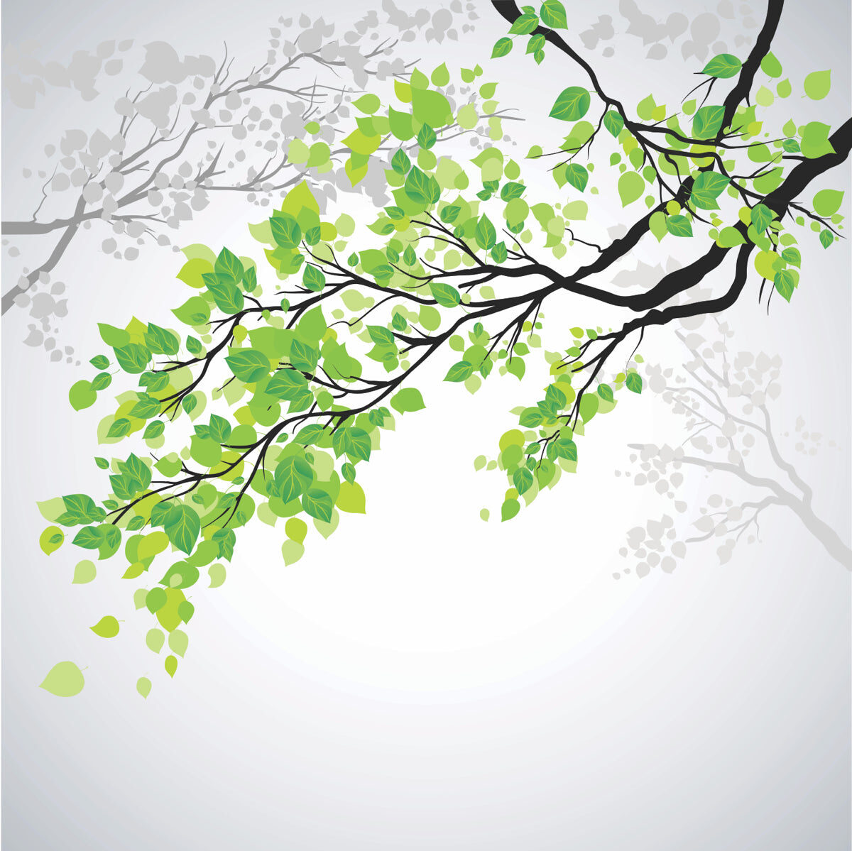 Elegant Green Tree Branches on Grey Backdrop