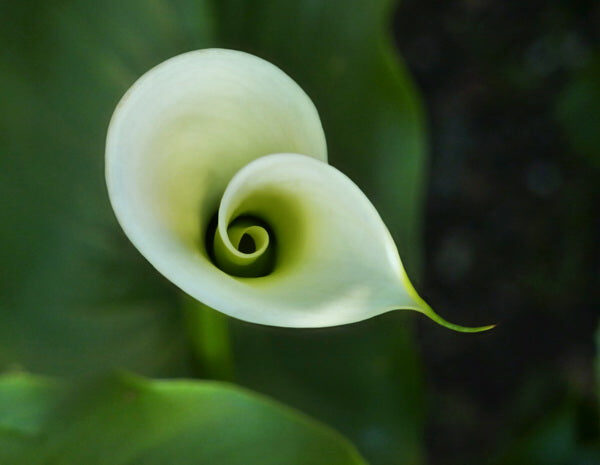 Elegant Unfurling: A Pristine White Calla Lily in Soft Focus