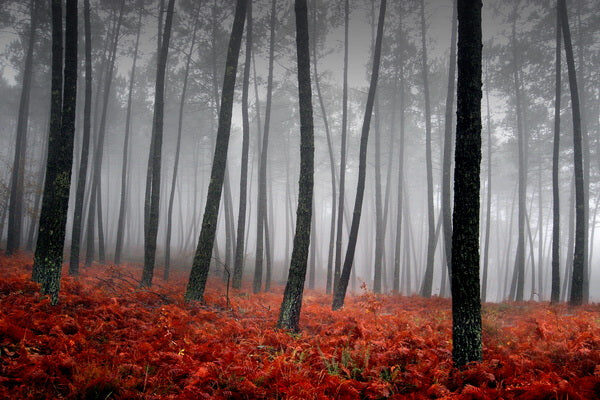 Enchanted Fog