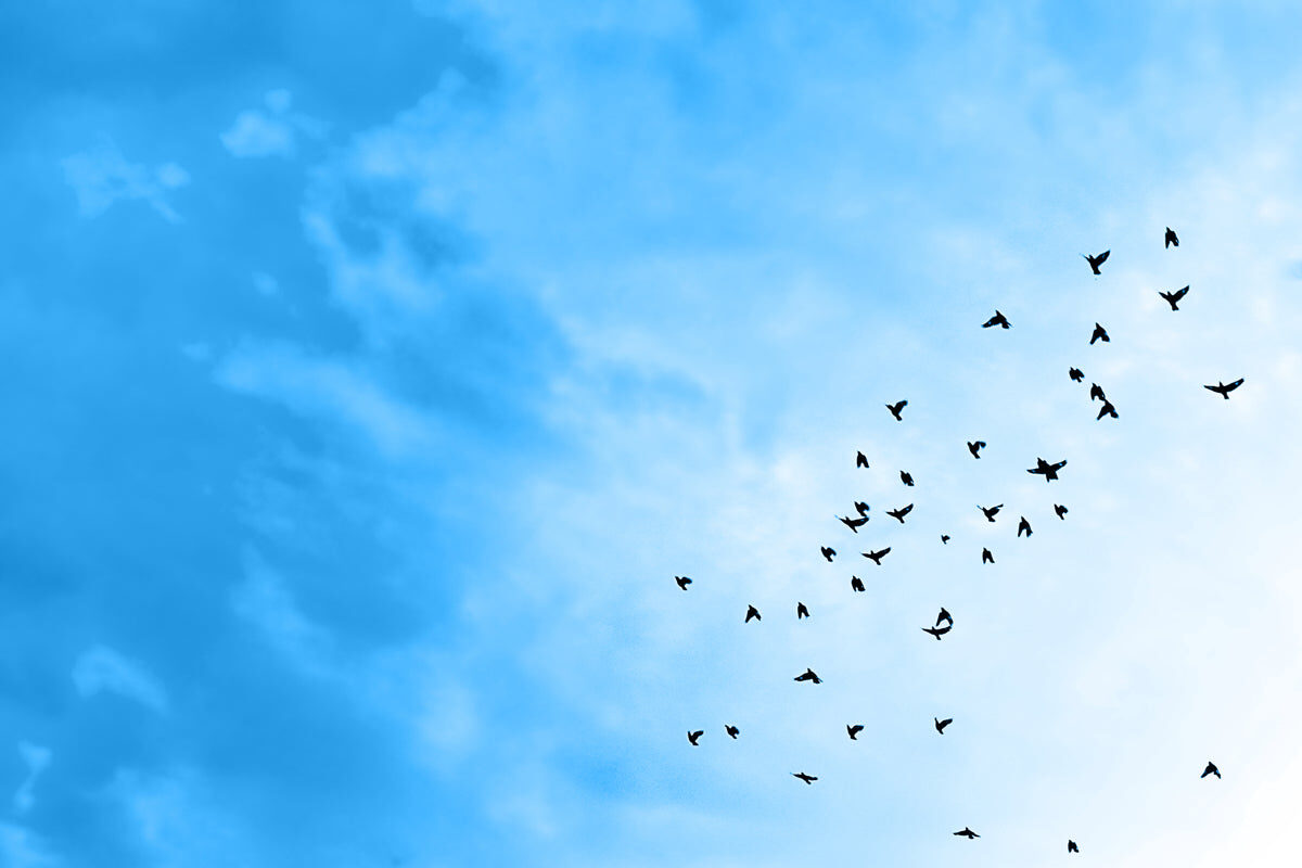 Endless Sky Freedom – Birds in Blue Horizon