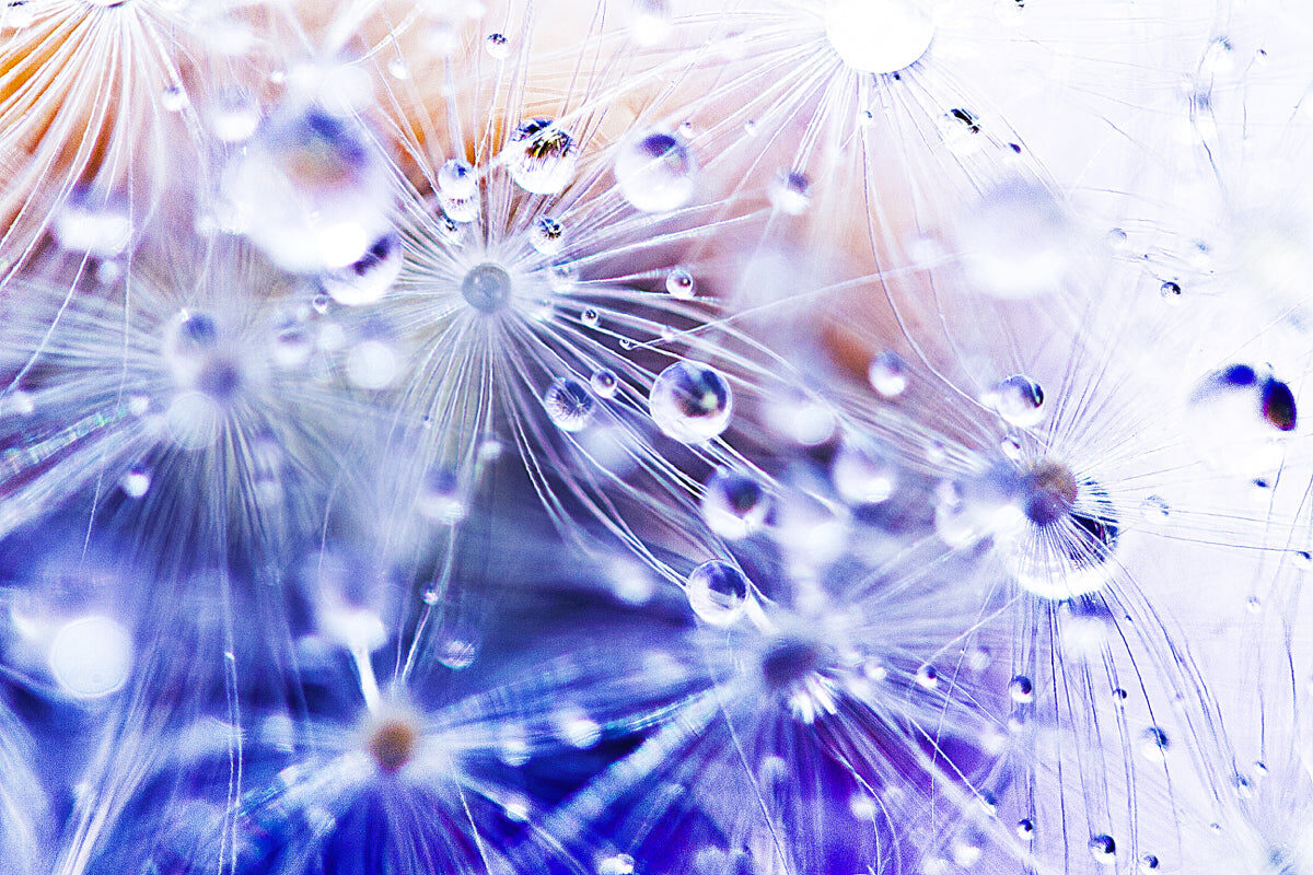 Ethereal Dandelion Macro with Water Droplets