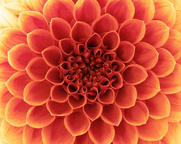 Fiery Bloom: A Concentric Burst of Orange and Yellow Petals