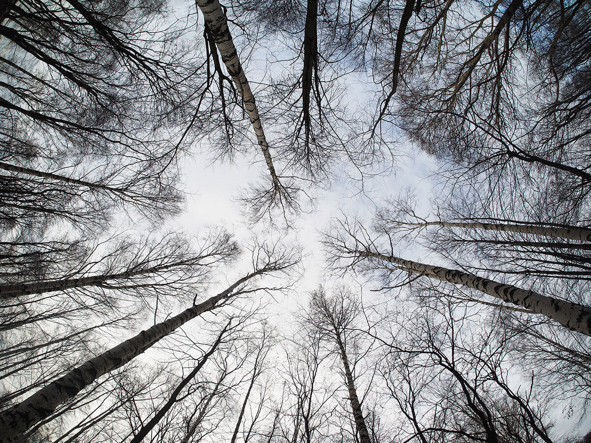 Forest Sky View Stretch Ceiling – Natural Tree Canopy Design