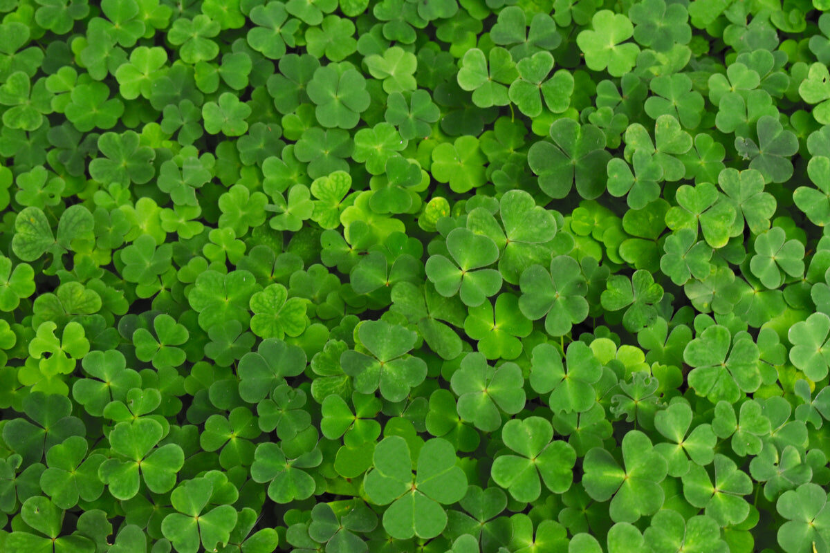Fresh Clover Green Stretch Ceiling – Nature-Inspired Botanical Design
